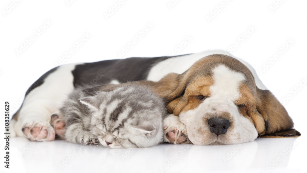 Basset hound puppy sleeping with tabby kitten. isolated on white Basset hound puppy sleeping with tabby kitten. isolated on white
