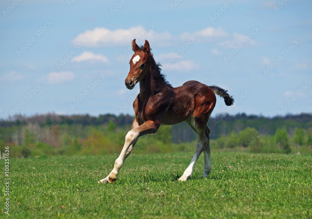 A little bay foal hurries on a green meadow A little bay foal hurries on a green meadow