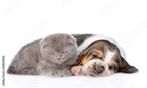 Gray kitten and sleeping basset hound puppy lying together. isol © Ermolaev Alexandr