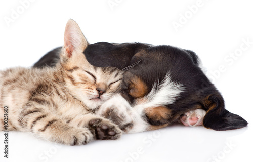 sleeping basset hound puppy hugs tiny kitten. isolated on white