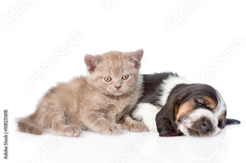 Kitten lying with sleeping basset hound puppy. isolated on white