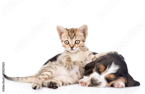 Funny  kitten lying with sleeping basset hound puppy. isolated o