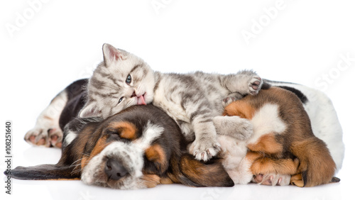 Fototapeta Naklejka Na Ścianę i Meble -  Funny kitten lying on the puppies basset hound and licks them. i