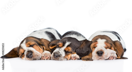 three puppies basset hound sleeping side by side. isolated on w