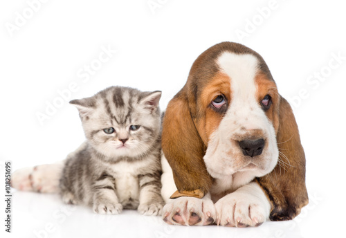 Tabby kitten sitting with basset hound puppy. isolated on white
