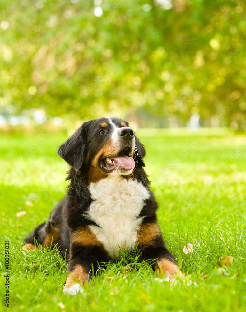 Berner Sennenhund dog lying on grass