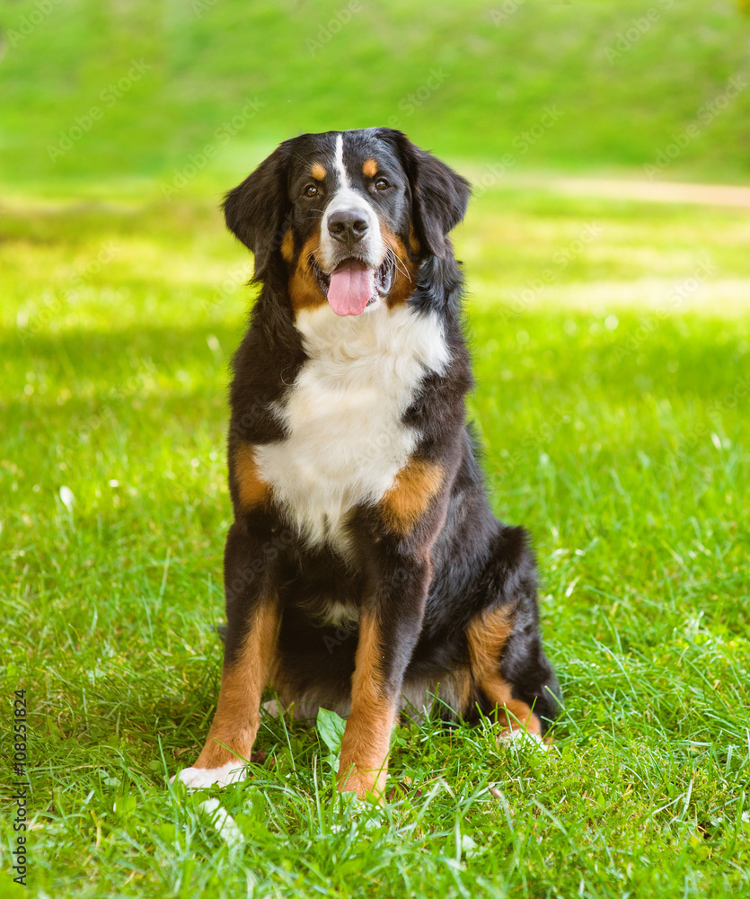 Portrait Berner Sennenhund dog on green grass