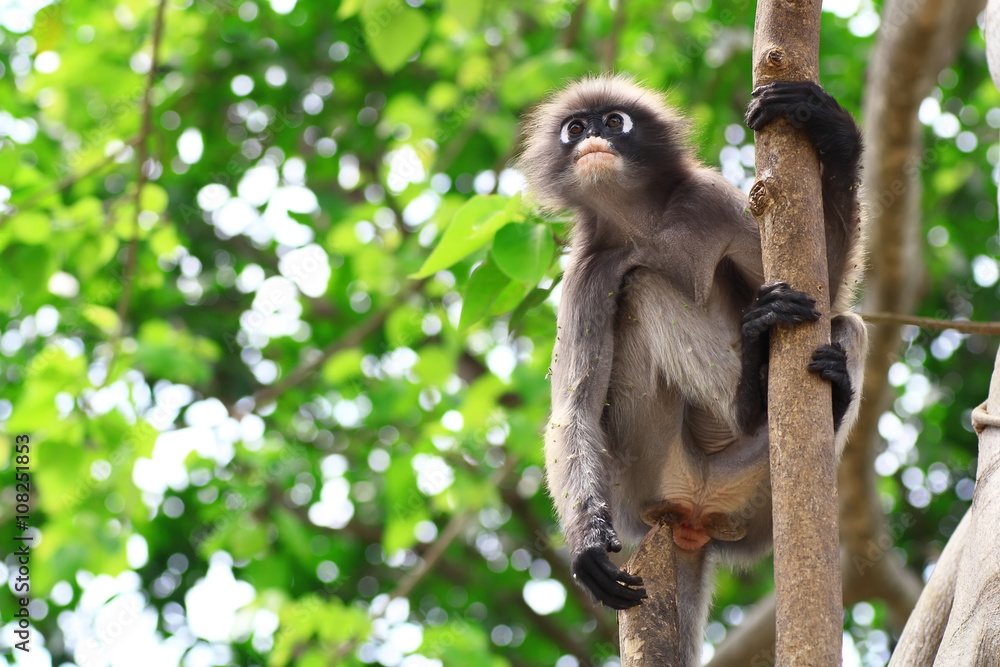 Naklejka premium Dusky leaf monkey in Thailand