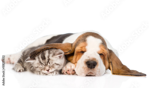 Tabby kitten sleeping, covered ear basset hound puppy. isolated