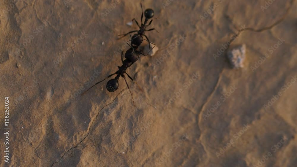 black ants close-up on sand black ants close-up on sand