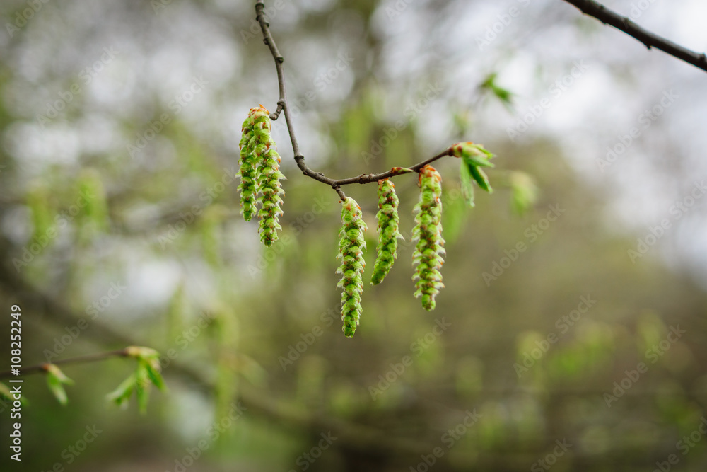 The first spring leaves and catkins on branches. The first spring leaves and catkins on branches.