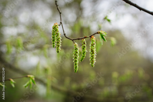 The first spring leaves and catkins on branches.