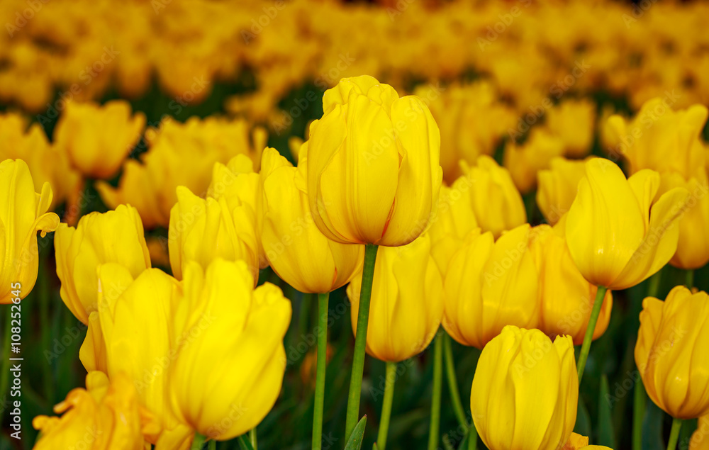 Obraz premium Blooming Tulip Flowers