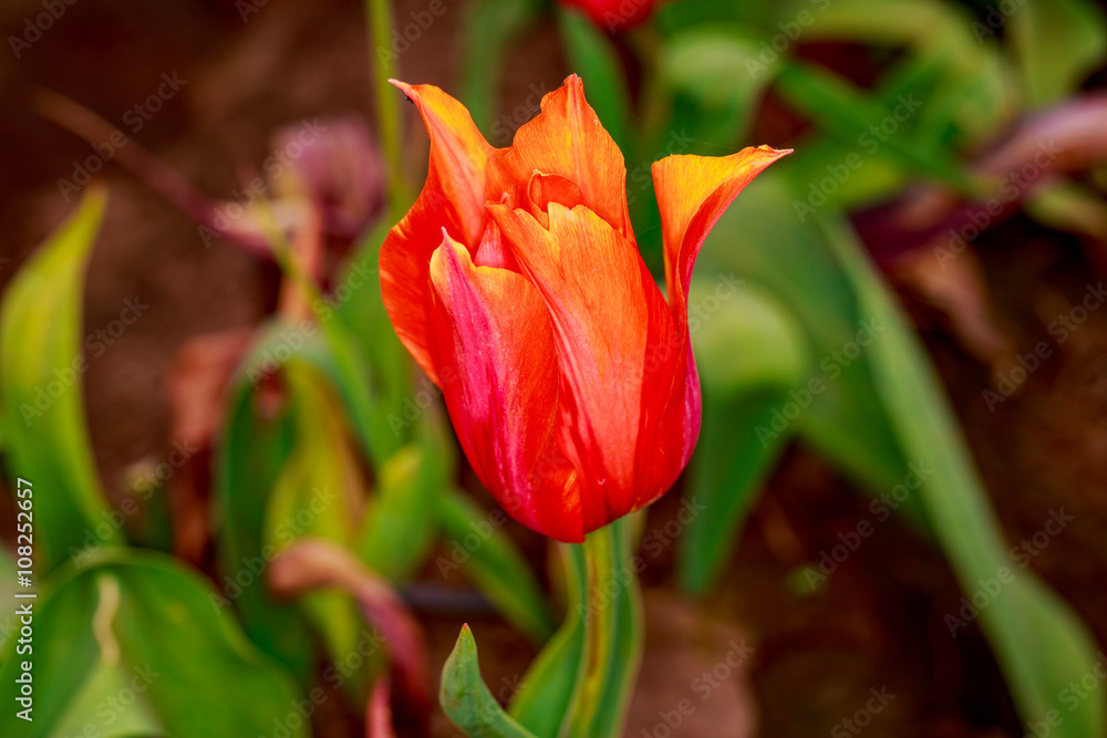 Blooming Tulip Flowers Blooming Tulip Flowers