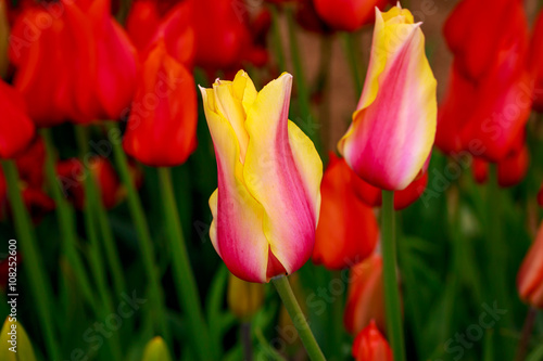 Blooming Tulip Flowers