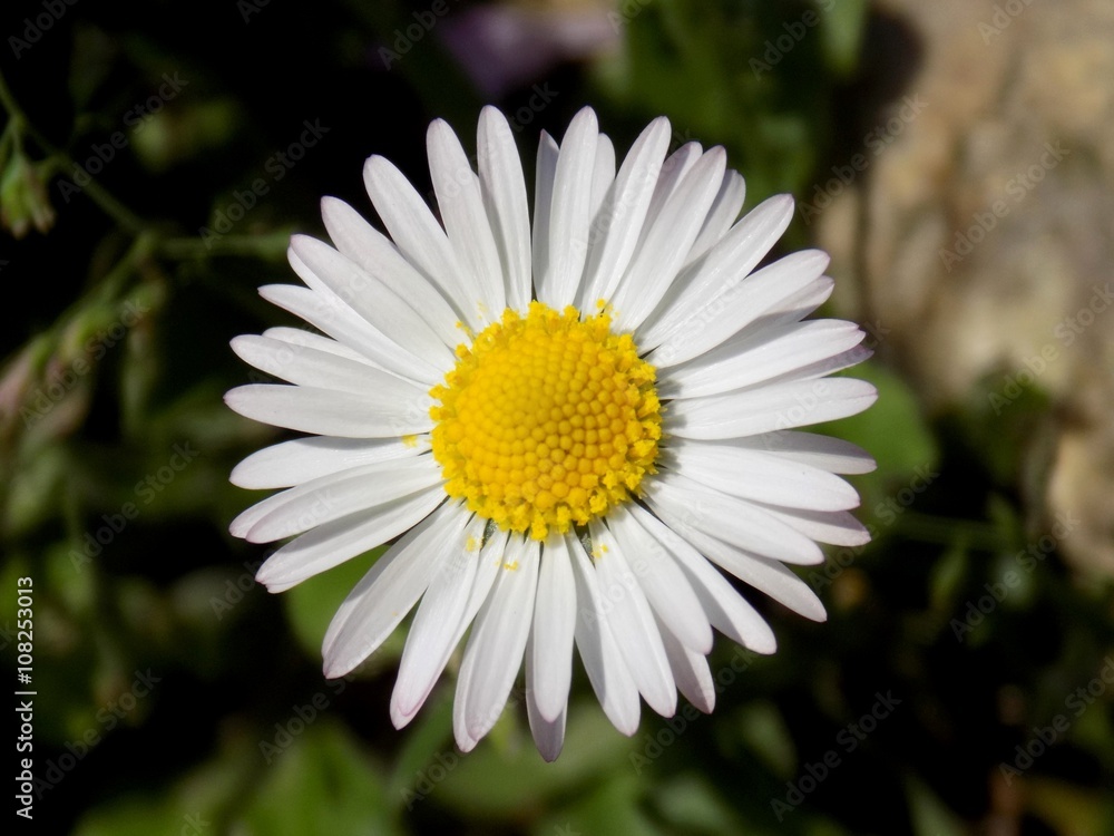 Obraz premium Daisy on meadow in spring