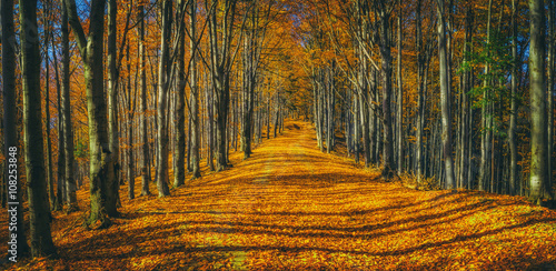 Fototapeta Naklejka Na Ścianę i Meble -  Colorful autumn trees
