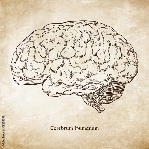 Hand drawn line art anatomically correct human brain. Da Vinci sketches style over grunge aged paper background vector illustration. Enscription is latin term "human brain"