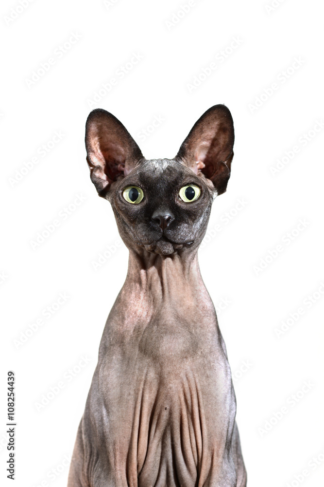 Close up portrait of a curious and surprised sphynx skinny cat with large  standing ears, isolated on white background Stock Photo | Adobe Stock