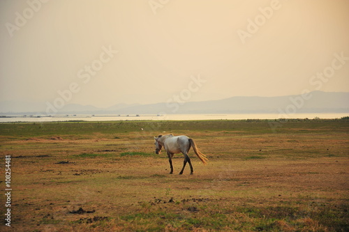 Horse in Grassland at Sunset © karinkamon