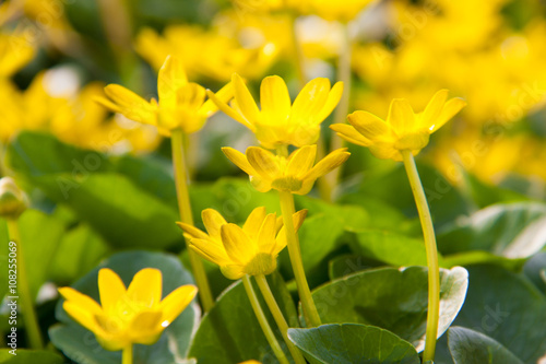 ficaria verna yellow spring flowers as a background