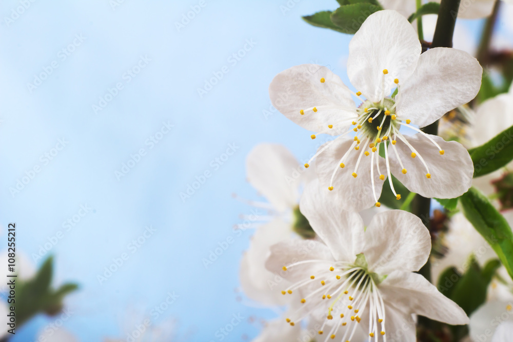 Cherry blossoms over blurred nature background. Spring flowers. On blue background with bokeh.