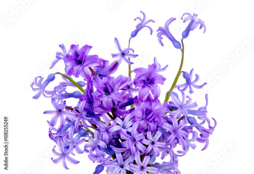 Fototapeta Naklejka Na Ścianę i Meble -  isolated on white background bouquet of blue flowers and purple