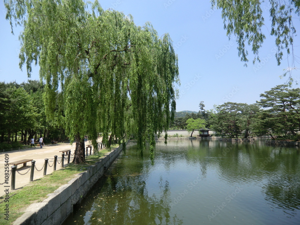 A Beautiful lake in Seoul, South Korea with fish swimming. In the foreground is a weeping willow tree overhanging the water. In the background are trees and a clear blue sky. A Beautiful lake in Seoul, South Korea with fish swimming. In the foreground is a weeping willow tree overhanging the water. In the background are trees and a clear blue sky.