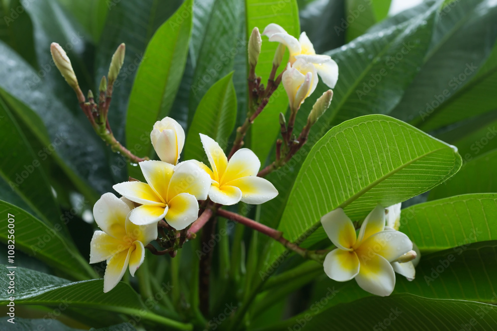 Fototapeta premium white frangipani plumeria tropical flower with water drops