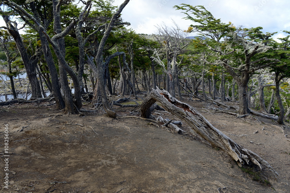 Fallen trees on the shore of Lago Blanco. Fallen trees on the shore of Lago Blanco.