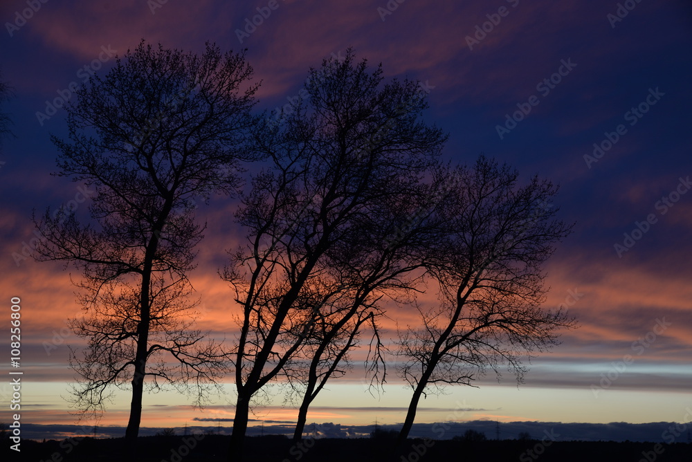 Fototapeta premium Bäume, abends