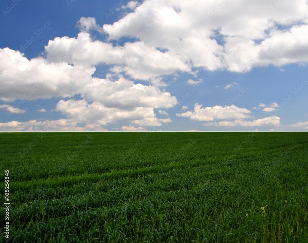 green grass against the blue sky