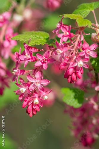 Wallpaper Mural Blut-Johannisbeere / Ribes sanguineum Torontodigital.ca