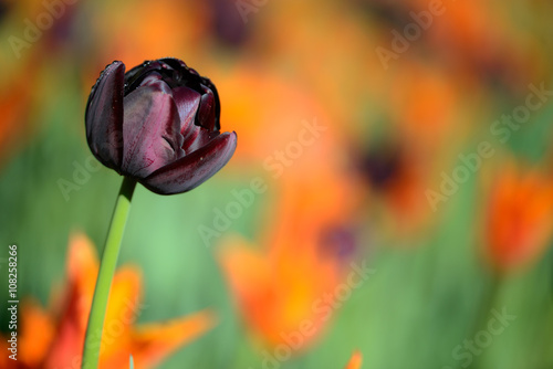 Fototapeta Naklejka Na Ścianę i Meble -  Queen of Night