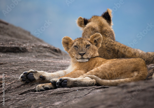 Small wet lion on the black rock in african savannah