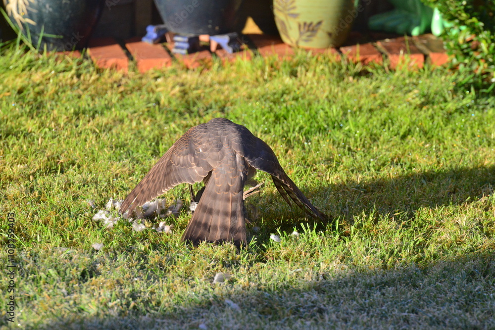 Obraz premium A Sparrow Hawk eating a Pigeon at a Garden in England in Spring time