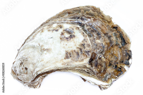 Close-up shell texture of a whole fresh oyster on white backgrou