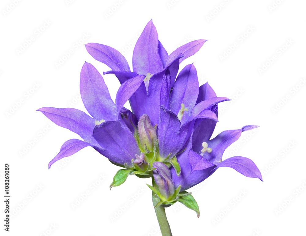 Blue flowers (Campanula cephalotes) 13 Blue flowers (Campanula cephalotes) 13