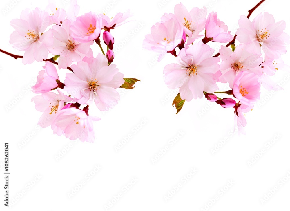 Fototapeta premium Cherry Blossoms. Cherry spring pink flowers.