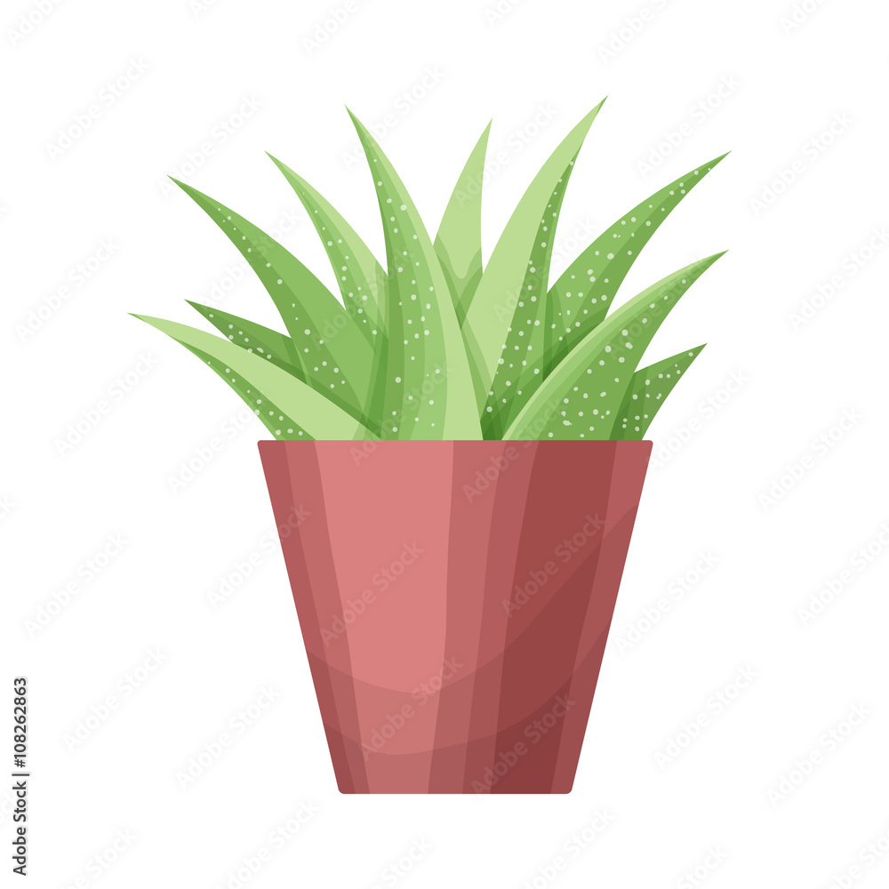 Succulent plant on the pot. Isolated succulent on white background. Home plant for interior. Vector floral element. Succulent plant on the pot. Isolated succulent on white background. Home plant for interior. Vector floral element.