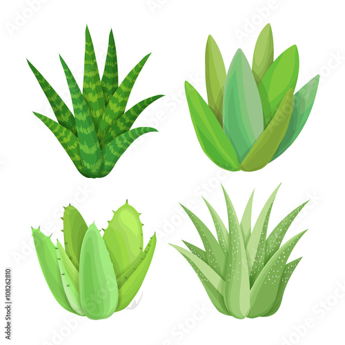 Succulent set. Isolated succulents on white background. Hand painted garden illustration. Vector floral elements.