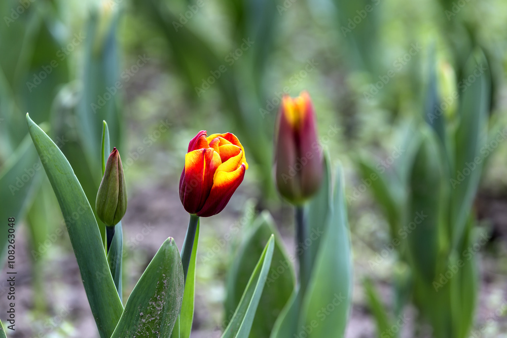 Fototapeta premium Spring tulips and season flowers