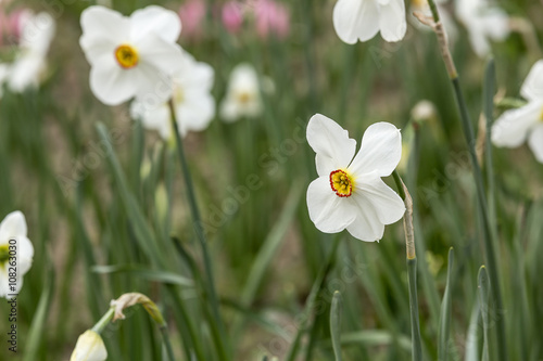 Spring tulips and season flowers