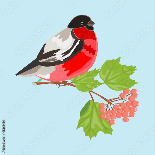 Bullfinch . Vector bullfinch on a branch of viburnum