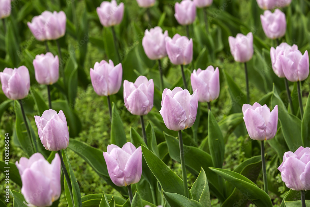 Obraz premium Spring tulips and season flowers