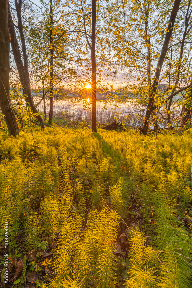 Fototapeta premium Spring