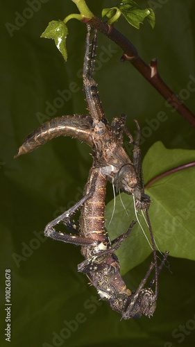 Molting of Haaniella dehaanii (stick insect), member of the Phasmatodea photo