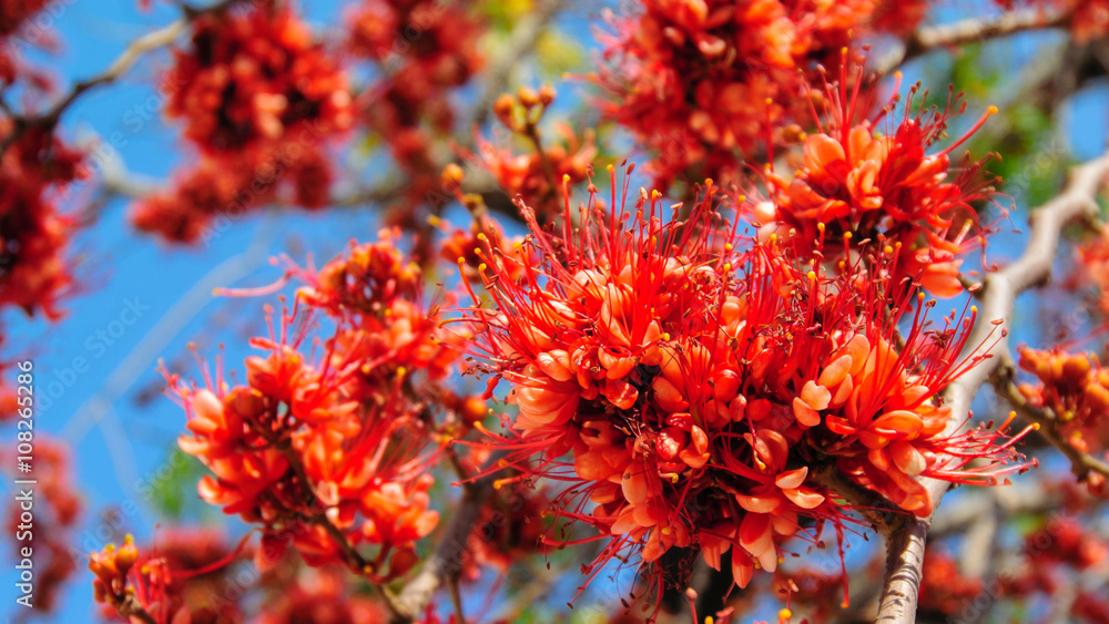 Fire of Pakistan flower blossom Fire of Pakistan flower blossom