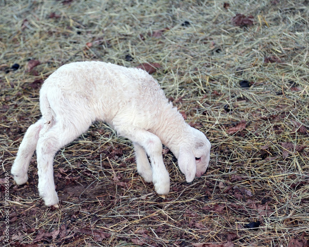 young newborn lamb walking with difficulty young newborn lamb walking with difficulty