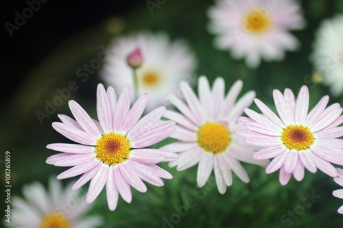 Pink Daisy Flowers